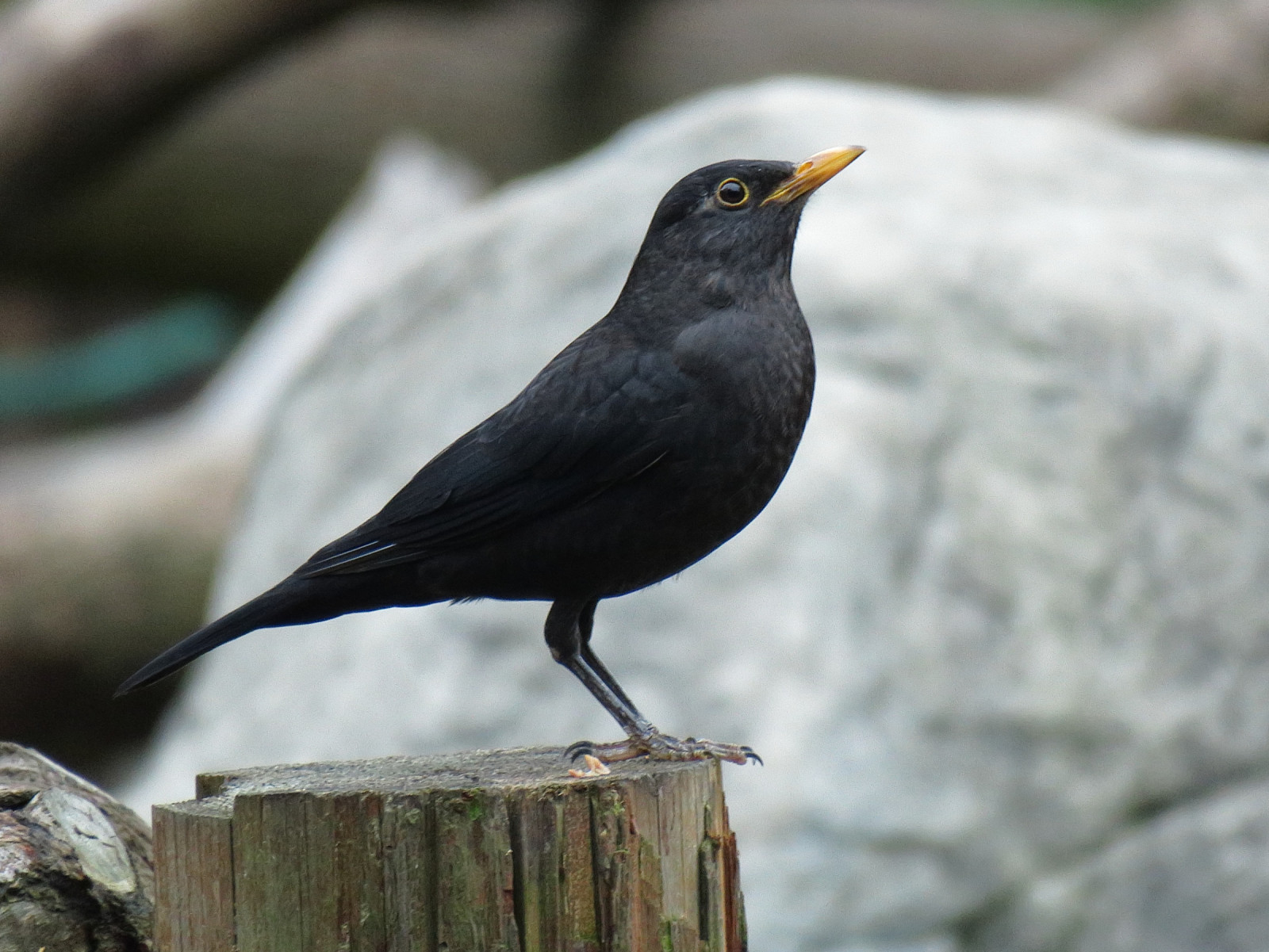 image Chinese Blackbird